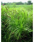 Осока пальмовидная / пальмолистная | Осока пальмовидна / пальмолиста | Carex muskingumensis